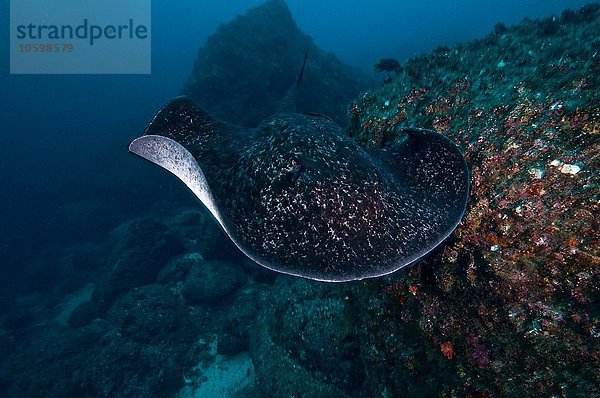 Gemeiner Marmorrochen gleitet über den Meeresgrund  Insel Cocos  Costa Rica