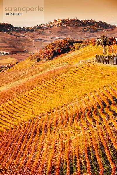 Erhöhte Ansicht der Reihen von Weinbergen  Langhe  Piemont Italien