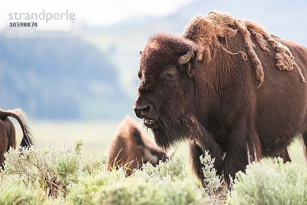 Amerikanische Bisonbeweidung im Lamar Valley  Yellowstone National Park  Wyoming  USA