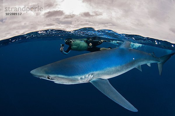 Unterwasseransicht des Schnorchlers mit Kamera beim Schwimmen neben dem Blauhai  Magdalena Bay  Baja California  Mexiko