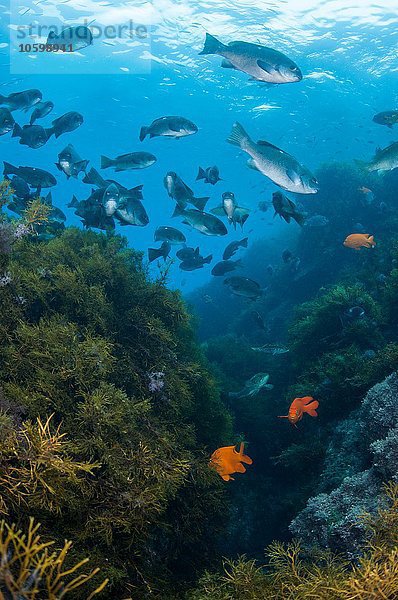 Unterwasseransicht der Fischschwärme im Kelp-Riff  Guadalupe Island  Baja California  Mexiko