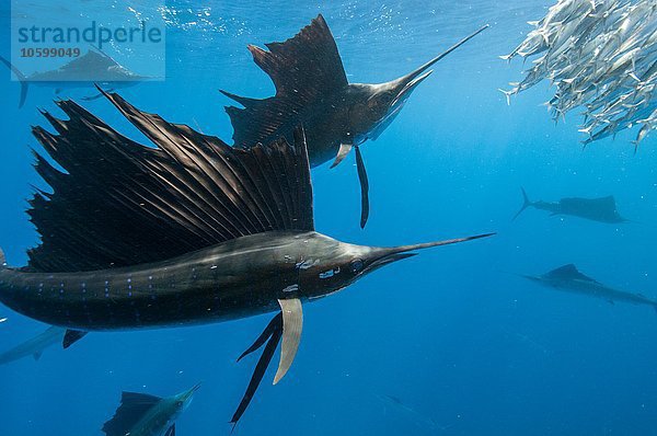 Unterwasseransicht einer Gruppe von Segelfischen  die Sardinenschwärme zur Oberfläche hin einsperren  Contoy Island  Quintana Roo  Mexiko