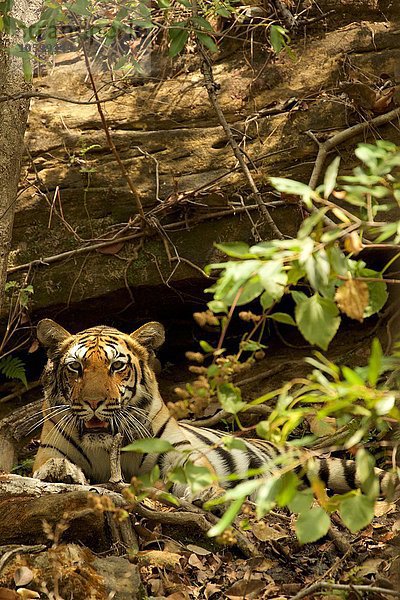 Bengalischer Tiger (Panthera tigris tigris)  Satpura Nationalpark  Madhya Pradesh  Indien