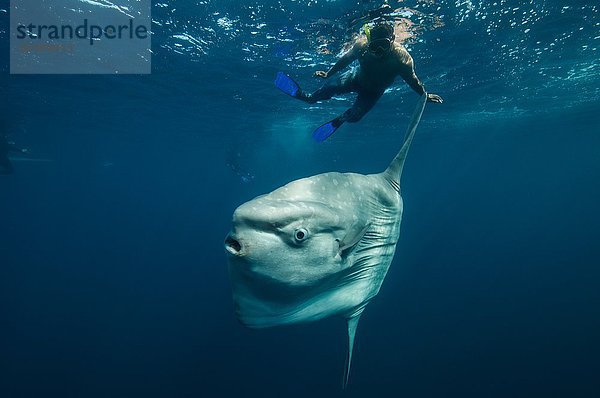 Unterwasseransicht von Mola Mola  Sonnenbarsch und einheimischem Fischer  Magadalena Bucht  Baja California  Mexiko