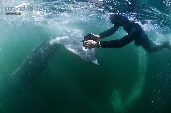 Unterwasseransicht des Freitauchers beim Fotografieren des Grauwals  Magadalena Bay  Baja California  Mexico