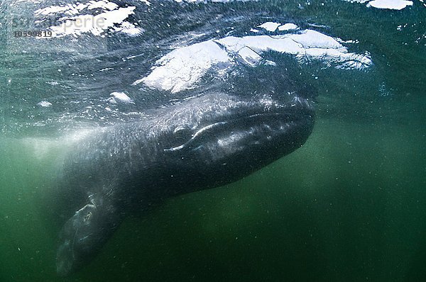 Unterwasseransicht des Grauwals mit Blick auf die Kamera  Magadalena Bay  Baja California  Mexiko