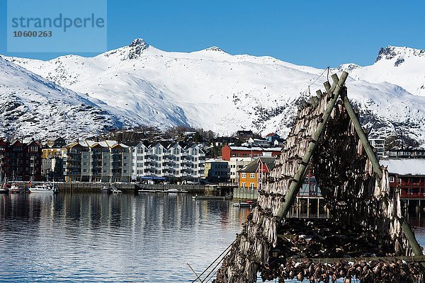 Kabeljau-Trocknung am Wasser  Svolvaer  Lofoten  Norwegen