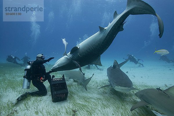 Unterwasseransicht des Tauchers  der den Tigerhai auf dem Kopf hält  Northern Bahamas Banks  Bahamas