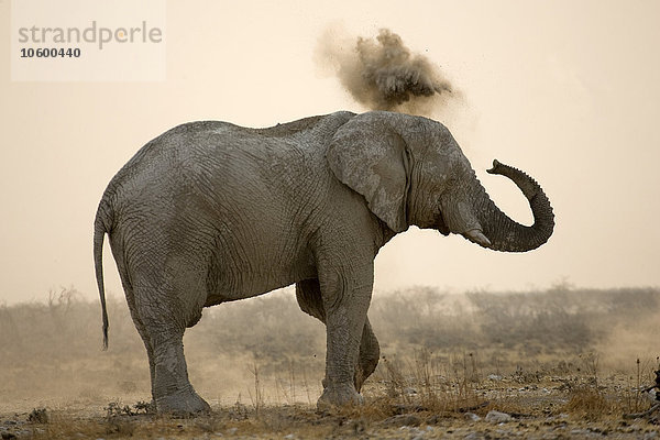 Afrikanischer Busch-Elefant (Loxodonta africana) beim Sandblasen