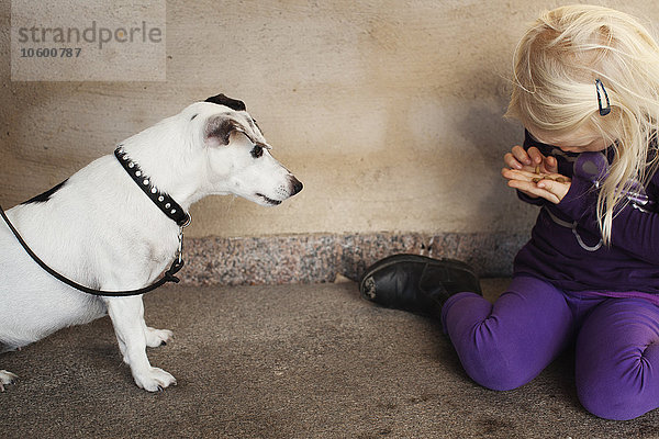 Kleines Mädchen füttert weißen Hund
