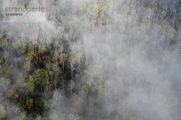 Luftaufnahme eines nebligen Waldes  Schweden