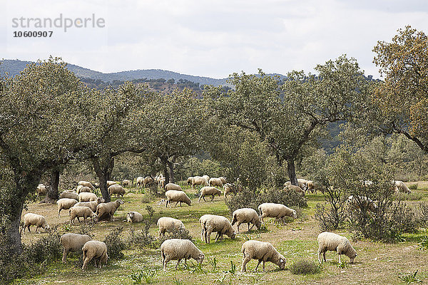 Schafe weiden unter Olivenbäumen