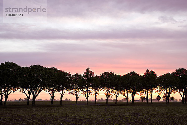 Silhouetten von Lindenbäumen