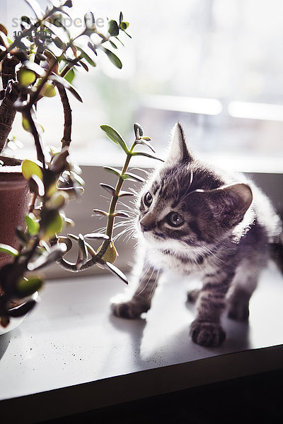 Kätzchen betrachtet Blume auf Fensterbrett