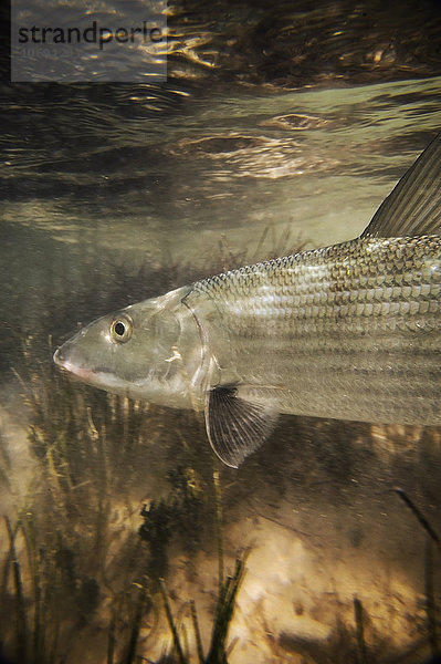 Unterwasseransicht von Fischen