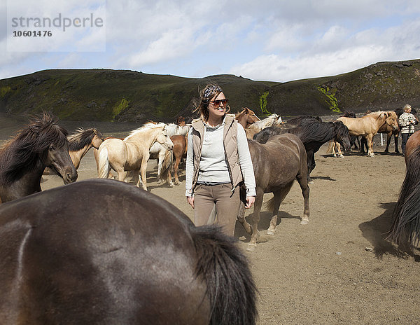Frau und Herde von Islandpferden