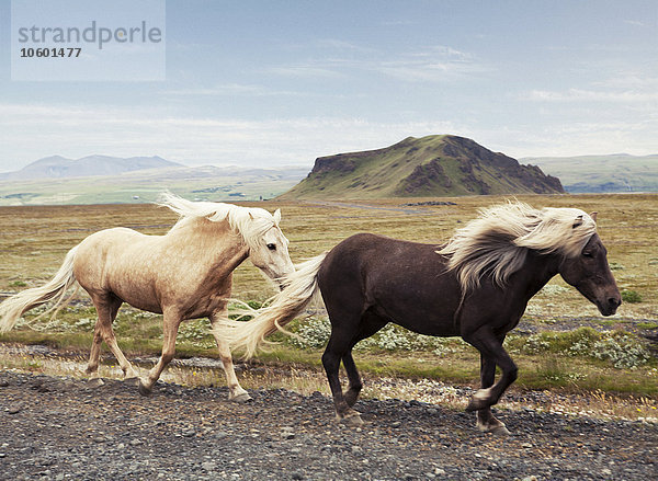 Islandpferde auf unbefestigter Straße mit Bergen im Hintergrund
