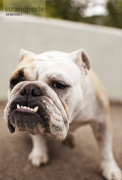 Porträt einer mürrischen Bulldogge
