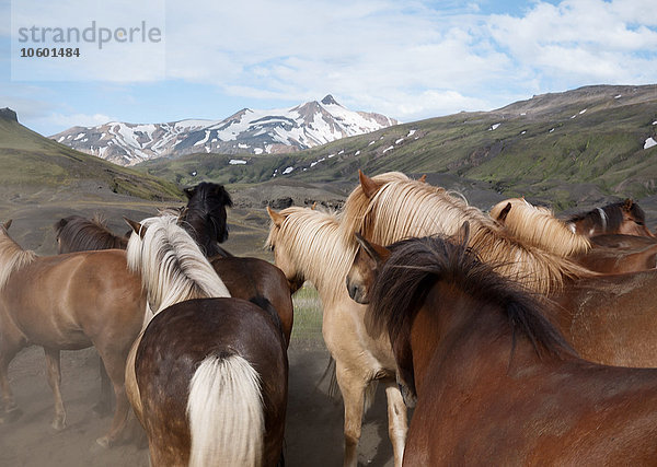 Islandpferde in Berglandschaft