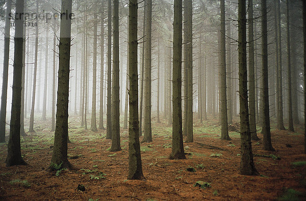 Nebel in einem Wald.