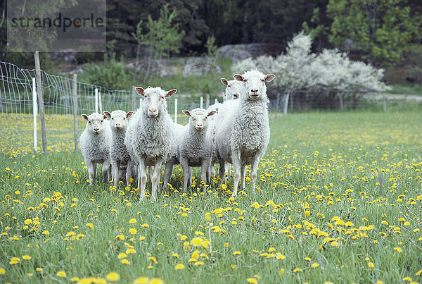 Schaf auf dem Feld stehend