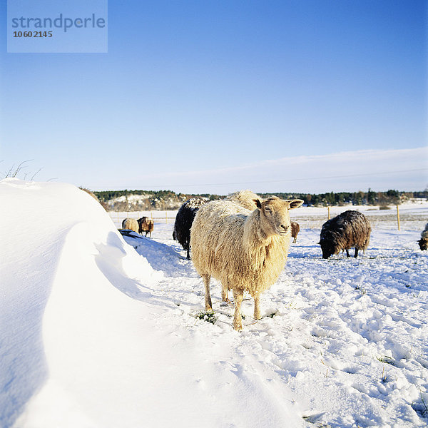 Schaf auf Schnee stehend