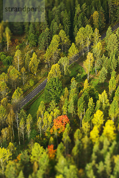 Luftaufnahme einer Straße  die durch einen herbstlichen Wald führt  Schweden