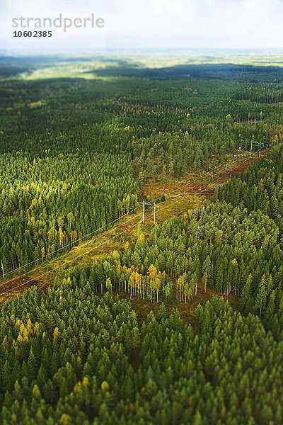Luftaufnahme einer Stromleitung  die durch einen Herbstwald führt  Schweden