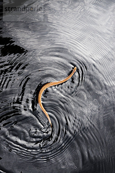 Schlange auf dem Wasser  Schweden