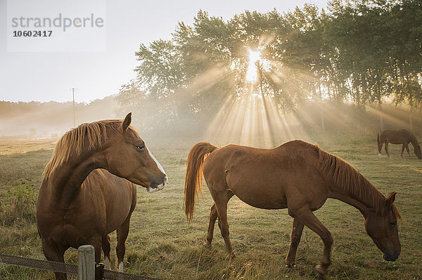 Pferde auf der Weide  Ronneby  Blekinge  Schweden