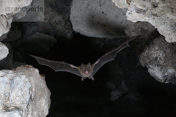 Fledermaus im Flug in einer Höhle  Belize