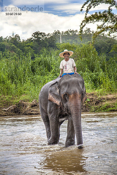 Mann reitet auf Elefant  Thailand