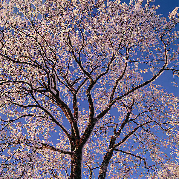 Schneebedeckter Baum gegen den Himmel  niedriger Blickwinkel
