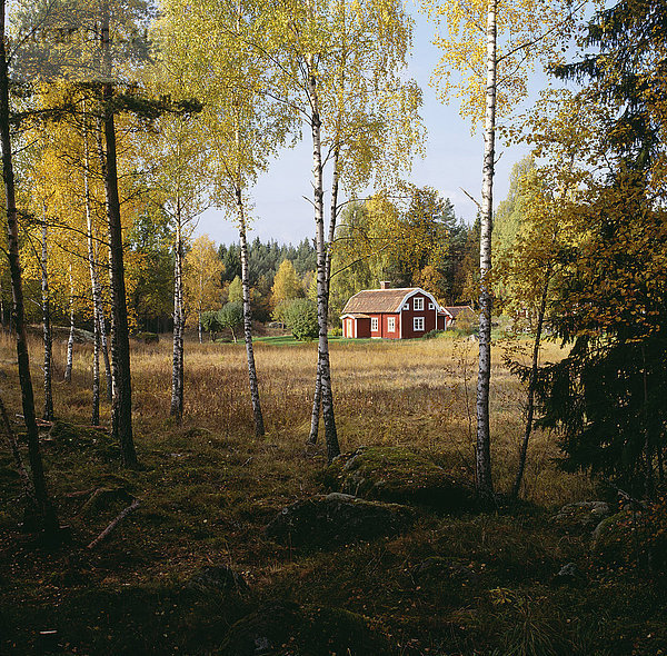 Haus umgeben von immergrünem Wald