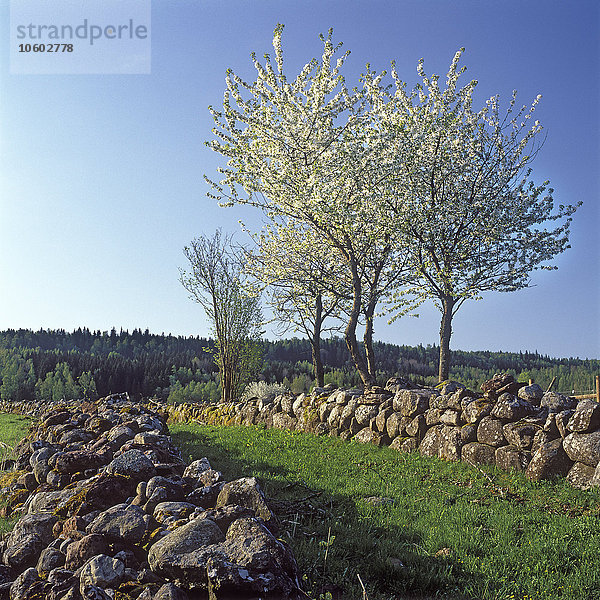 Blühende Bäume in der Nähe der Steinmauer