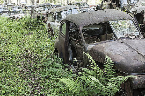 Verlassene alte Autos im Wald