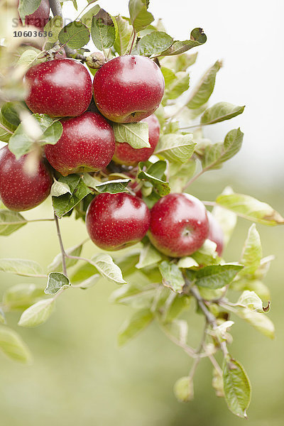 Rote Äpfel am Zweig