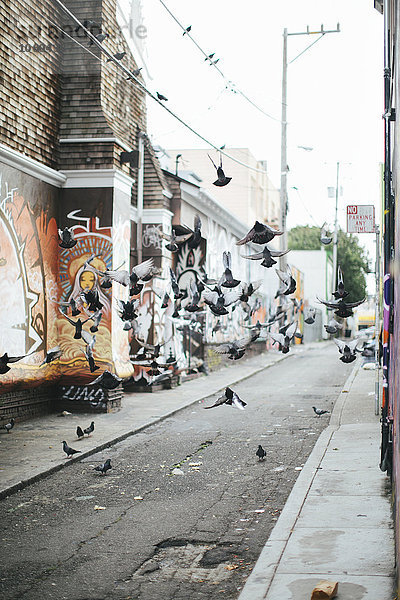 Tauben fliegen über Straße