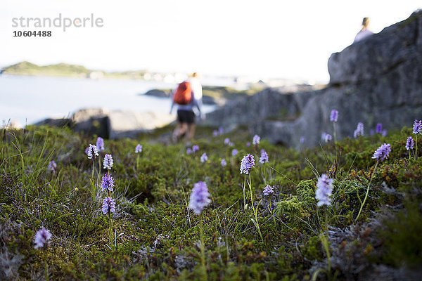 Wildblumen auf einer Wiese  Menschen im Hintergrund