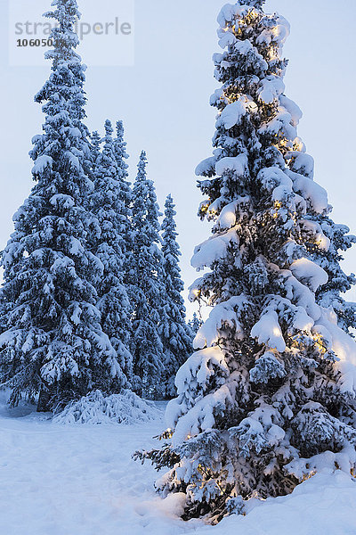 Beleuchteter Baum im Winter