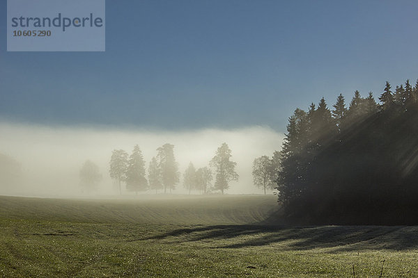 Nebel über Wald