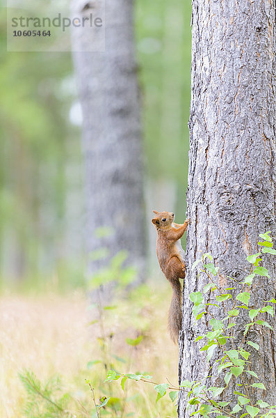Rotes Eichhörnchen auf Baumstamm
