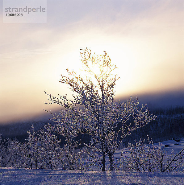 Ein mit Frost bedeckter Baum im Norden Schwedens.