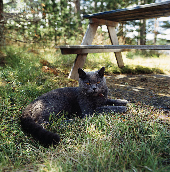 Eine im Gras liegende Katze  Schären von Aland  Finnland.
