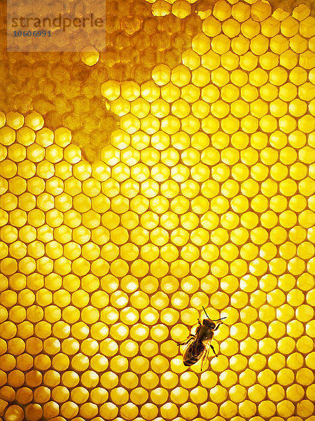 Honigbiene  Schweden.