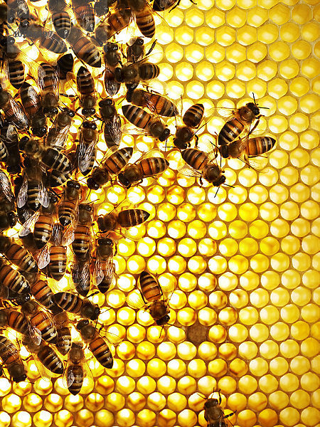 Honigbienen auf einer Honigwabe  Nahaufnahme.
