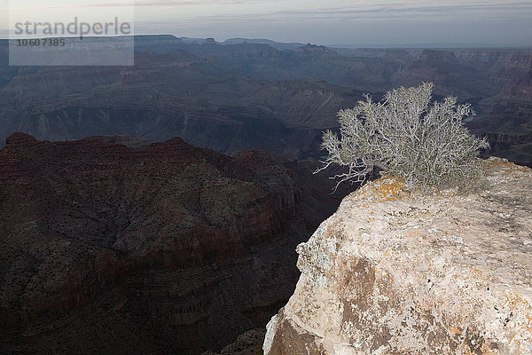 Ein Baum am Grand Canyon  USA.
