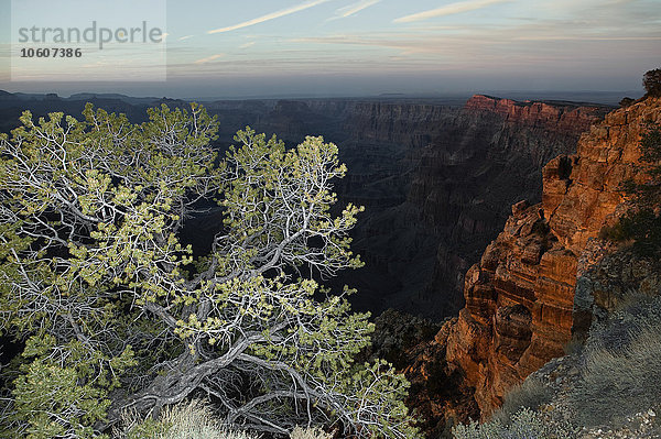 Ein Baum am Grand Canyon  USA.