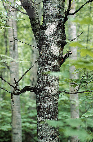 Ein Buntspecht in einem Baum  Finnland.