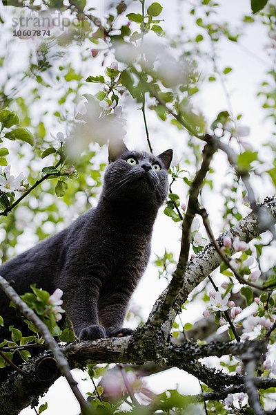 Skandinavien  Schweden  Uppsala  Katze auf Apfelbaum stehend  flacher Blickwinkel